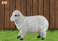 اندازه زندگی رنگ سفید Polyresin پیکره های حیوانات مجسمه باغ گوسفند دالی گوسفند